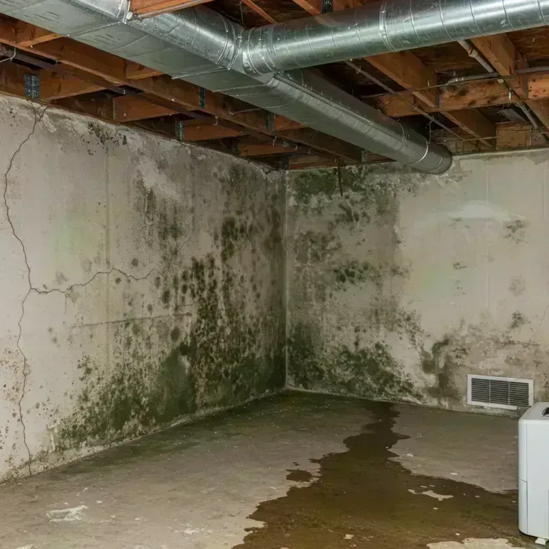 Professional Mold Removal in Moab, UT